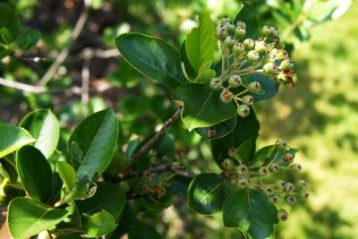 Aronia ×prunifolia 'Viking' (Viking Black Chokeberry), fruit, immature