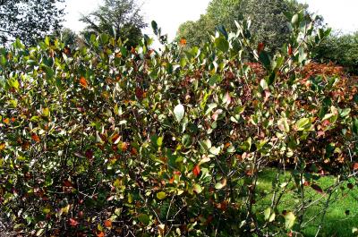 Aronia ×prunifolia 'Viking' (Viking Black Chokeberry), habit, summer