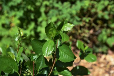 Aronia ×prunifolia 'Viking' (Viking Black Chokeberry), leaf, new
