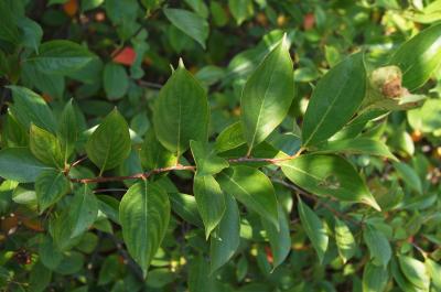 Aronia melanocarpa 'Morton' (IROQUOIS BEAUTY) (IROQUOIS BEAUTY ™ Black Chokeberry), leaf, summer