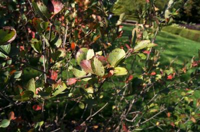 Aronia ×prunifolia 'Viking' (Viking Black Chokeberry), habit, fall