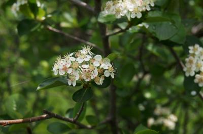 Aronia ×prunifolia 'Viking' (Viking Black Chokeberry), inflorescence