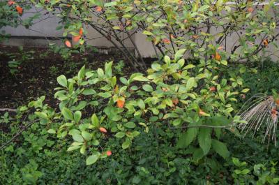 Aronia melanocarpa 'Morton' (IROQUOIS BEAUTY) (IROQUOIS BEAUTY ™ Black Chokeberry), leaf, summer