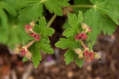 Geranium macrorrhizum 'Bevan's Variety' (Bevan's Variety Big-rooted Geranium), bud, flower