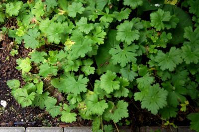 Geranium ×cantabrigiense 'Biokovo' (Biokovo Cambridge Geranium), habit, summer