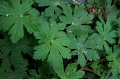 Geranium macrorrhizum 'Ingwersen's Variety' (Ingwersen's Big-rooted Geranium), leaf, summer