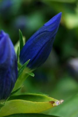 Gentiana 'True Blue' PP 20433 (True Blue Gentian, PP20433), bud, flower