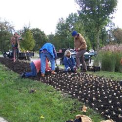 Grounds crew planting bulbs at The Morton Arboretum