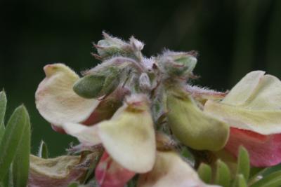 Tephrosia virginiana (Hoary Pea), bud, flower, flower, full
