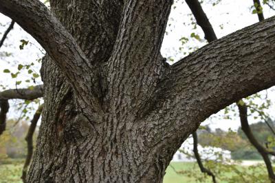 Tilia cordata (Little-leaved Linden), bark, trunk