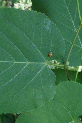 Tilia americana var. americana (American Basswood), leaf, base