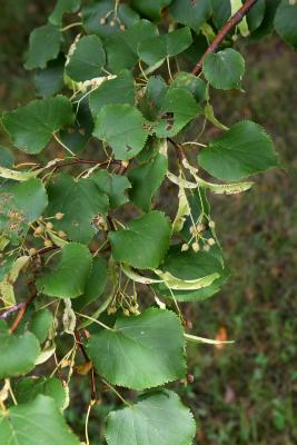 Tilia cordata 'Greenspire' (Greenspire lttle-leaved linden PP2086), leaf, summer