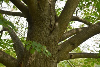 Tilia cordata 'Greenspire' (Greenspire lttle-leaved linden PP2086), bark, trunk
