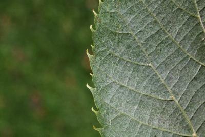 Tilia americana var. americana (American Basswood), leaf, margin