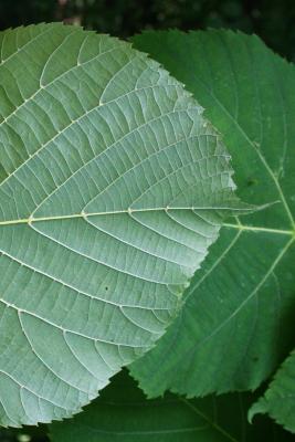 Tilia americana var. americana (American Basswood), leaf, lower margin