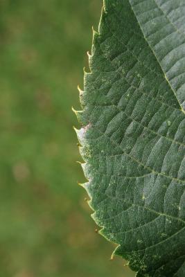 Tilia americana var. americana (American Basswood), leaf, margin, upper