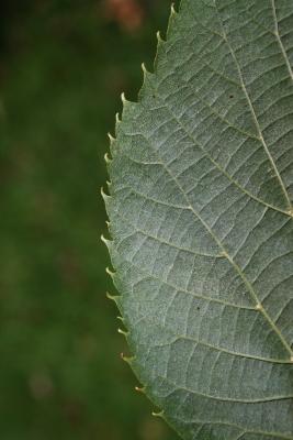 Tilia americana var. americana (American Basswood), leaf, margin, lower