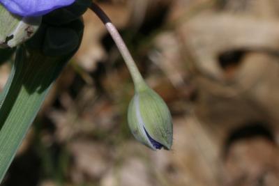 Tradescantia ohiensis (Common Spiderwort), bud, flower