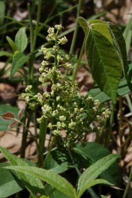 Toxicodendron radicans (Poison-ivy), inflorescence
