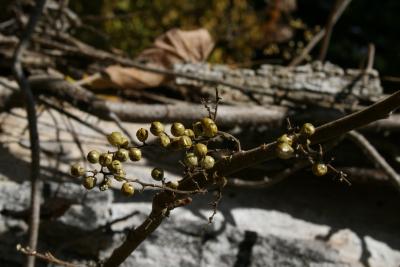 Toxicodendron radicans (Poison-ivy), fruit, mature, infructescence