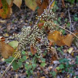 Toxicodendron radicans (Poison-ivy), infructescence