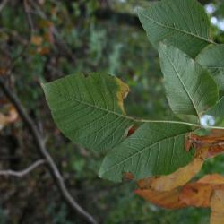 Toxicodendron radicans (Poison-ivy), leaf, lower surface