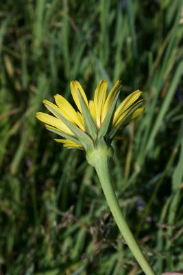 Tragopogon pratensis (Meadow Salsify), flower, side, inflorescence