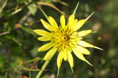 Tragopogon dubius (Yellow Salsify), flower, throat, inflorescence