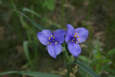 Tradescantia ohiensis (Common Spiderwort), inflorescence, flower, throat
