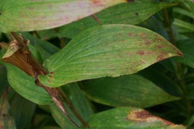 Tricyrtis formosana 'Dark Beauty' (Dark Beauty Formosa Toad-lily), leaf, upper surface, leaf, fall