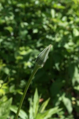 Tragopogon pratensis (Meadow Salsify), bud, flower