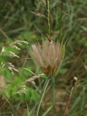 Tragopogon pratensis (Meadow Salsify), infructescence