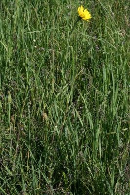 Tragopogon pratensis (Meadow Salsify), habit, spring