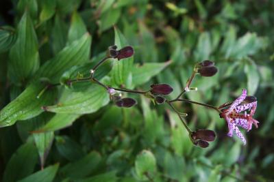 Tricyrtis formosana 'Dark Beauty' (Dark Beauty Formosa Toad-lily), inflorescence