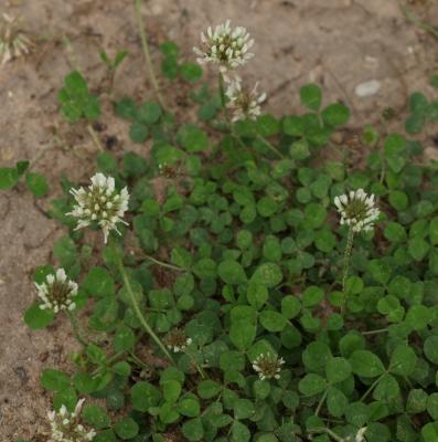 Trifolium repens (White Clover), inflorescence