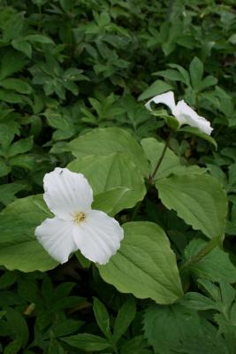 Trillium grandiflorum (Great White Trillium), habit, spring
