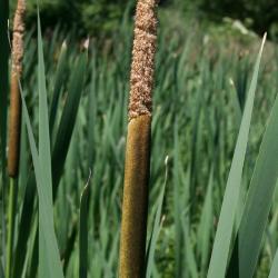 Typha latifolia (Broad-leaved Cat-tail), inflorescence