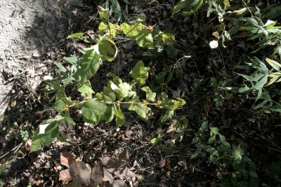Triosteum perfoliatum (Late Horse-gentian), habit, fall