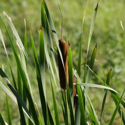 Typha latifolia (Broad-leaved Cat-tail), infructescence