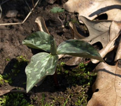 Trillium recurvatum (Red Trillium), bud, flower, habit, spring