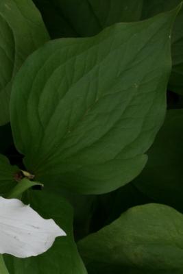 Trillium grandiflorum (Great White Trillium), leaf, upper surface