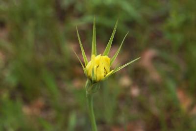 Tragopogon dubius (Yellow Salsify), bud, flower