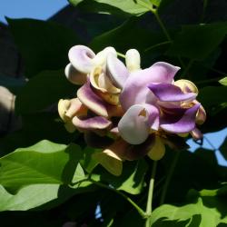 Vigna caracalla (Corkscrew Flower), flower, full