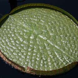 Victoria cruziana (Santa Cruz Water Lily), leaf, summer