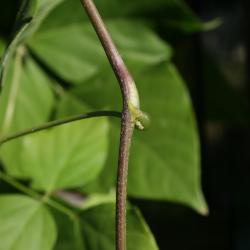 Vigna caracalla (Corkscrew Flower), bud, lateral, bark, stem