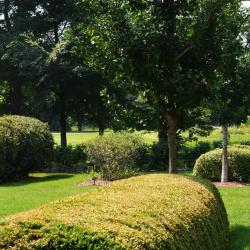 Hedge Garden at The Morton Arboretum