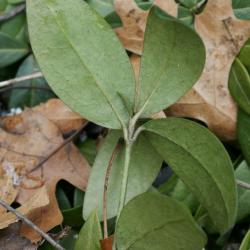 Vinca minor (Common Periwinkle), leaf, lower surface
