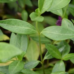 Vinca minor 'Atropurpurea' (Purple-flowered Common Periwinkle), leaf, summer, leaf, upper surface