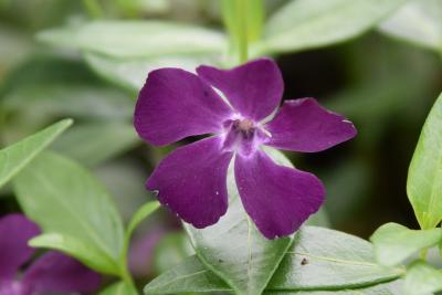 Vinca minor 'Atropurpurea' (Purple-flowered Common Periwinkle), flower, throat