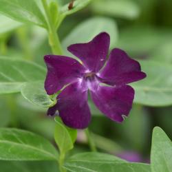 Vinca minor 'Atropurpurea' (Purple-flowered Common Periwinkle), flower, full